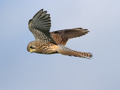 Torenvalk/Kestrel