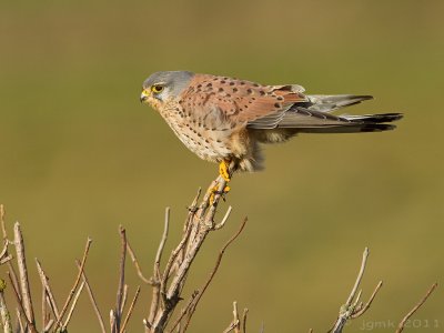 Torenvalk/Kestrel