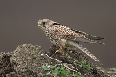 Torenvalk/Kestrel