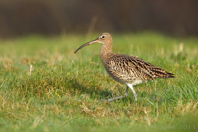 Wulp/Curlew