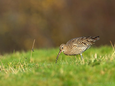 Wulp/Curlew
