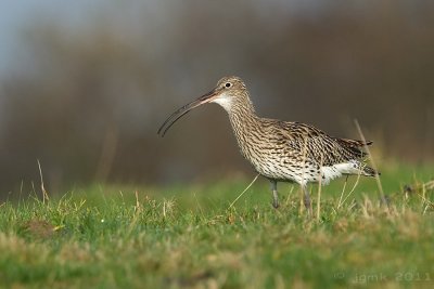 Wulp/Curlew