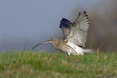 Wulp/Curlew