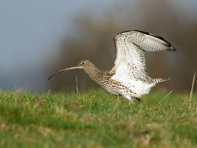 Wulp/Curlew