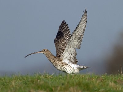 Wulp/Curlew