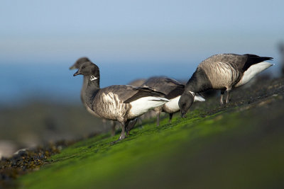 Rotgans/Brent goose