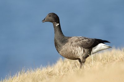 Rotgans/Brent goose