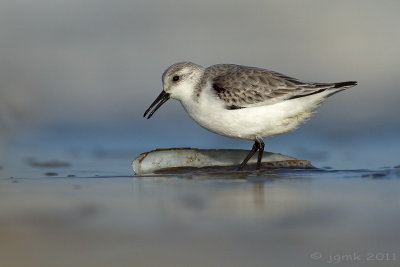 Drieteenstrandloper/Sanderling