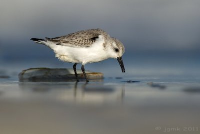 Drieteenstrandloper/Sanderling