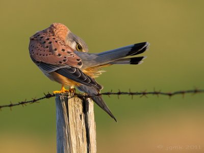 Torenvalk/Kestrel