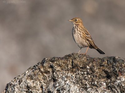 Oeverpieper/Rock pipit