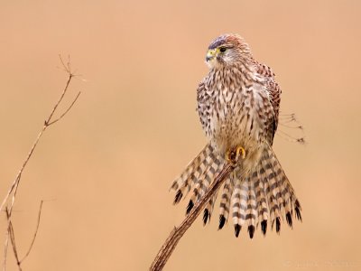 Torenvalk/Kestrel