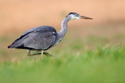 Blauwe reiger/Grey heron