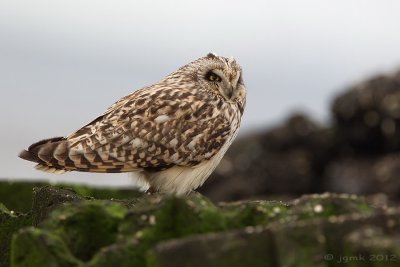 Velduil/Short-eared owl