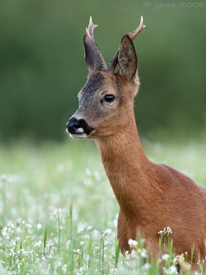 Ree/Roe deer