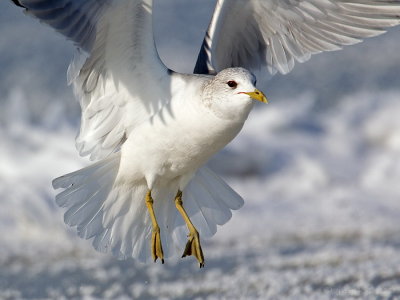 Stormmeeuw/Common gull