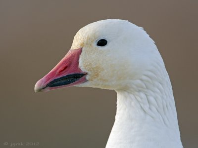 Sneeuwgans/Snow goose