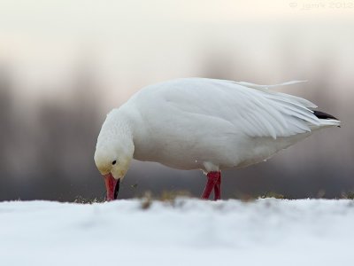 Sneeuwgans/Snow goose
