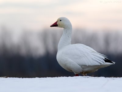 Sneeuwgans/Snow goose