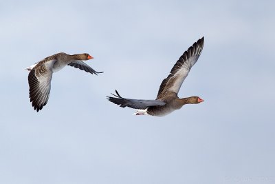 Grauwe gans/Greylag goose