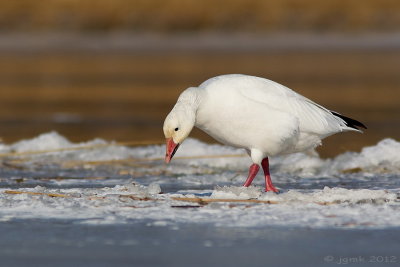 Sneeuwgans/Snow goose