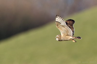 Velduil/Short-eared owl