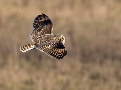 Velduil/Short-eared owl