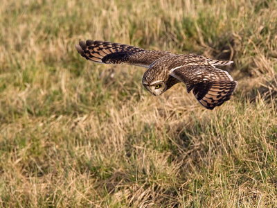 Velduil/Short-eared owl