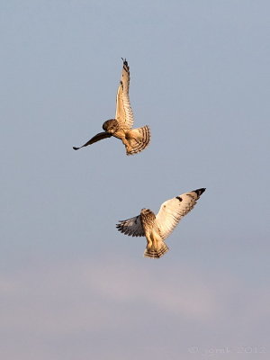 Velduil/Short-eared owl