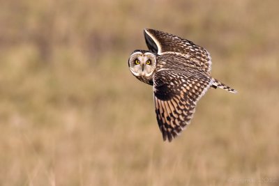 Velduil/Short-eared owl