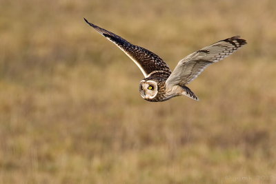 Velduil/Short-eared owl