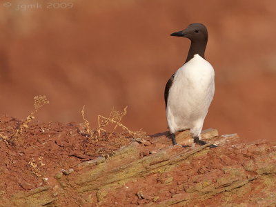 Zeekoet/Guillemot