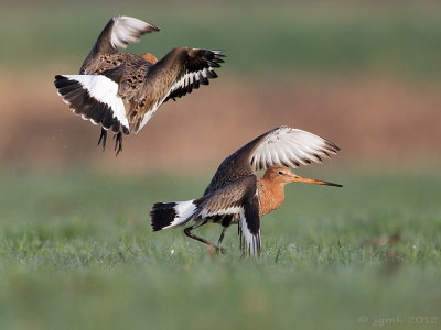 Grutto/Black-tailed godwit
