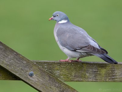 Houtduif/Wood pigeon