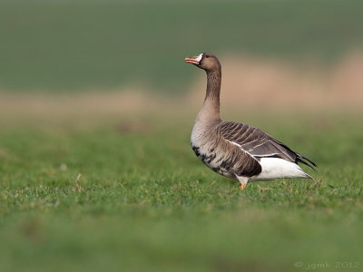 Kolgans/White-fronted goose