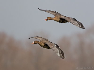 Kolgans/White-fronted goose