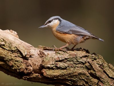 Boomklever/Nuthatch