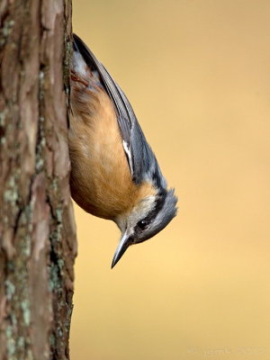 Boomklever/Nuthatch