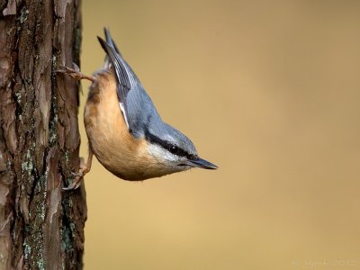 Boomklever/Nuthatch