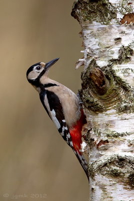 Grote bonte specht/Great spotted woodpecker