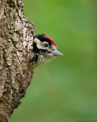 Grote bonte specht/Great spotted woodpecker