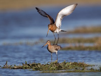 Grutto/Black-tailed godwit