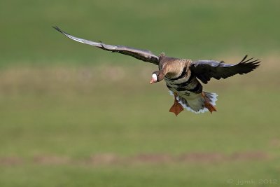 Kolgans/White-fronted goose