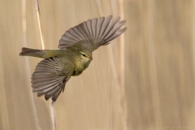 Fitis/Willow warbler