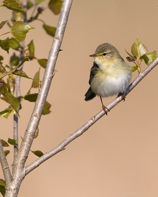 Fitis/Willow warbler