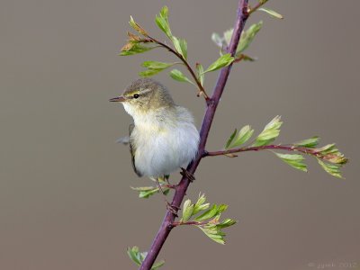 Fitis/Willow warbler