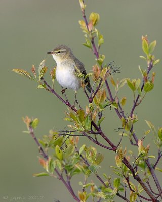 Fitis/Willow warbler