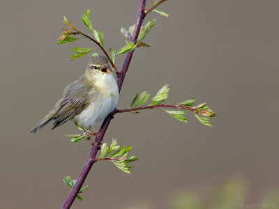 Fitis/Willow warbler