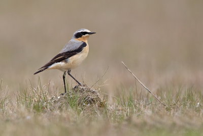 Tapuit/Northern wheatear