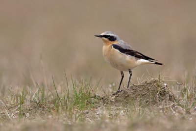 Tapuit/Northern wheatear